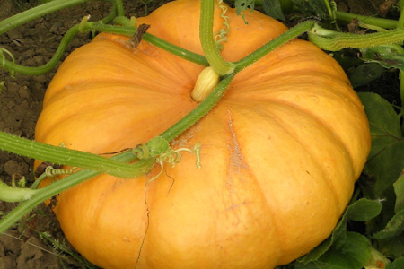 Cheesy Pumpkins for Your Halloween Party Cheesy Pumpkins for Your Halloween Party
